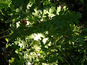 quercus gambelii (groupe des Quercus sensu strictus)